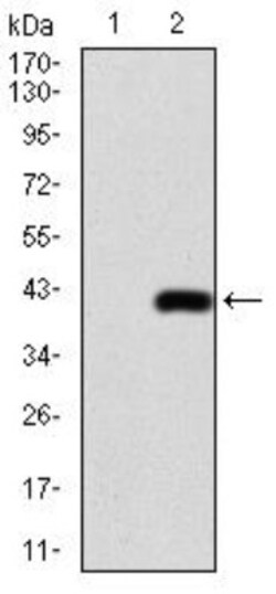AP2 alpha Antibody (7D2B5) - BSA Free, Novus Biologicals 0.1mg; Unlabeled:Antibodies,